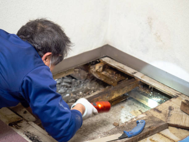 Best Certified Mold Removal  in Bowman, ND