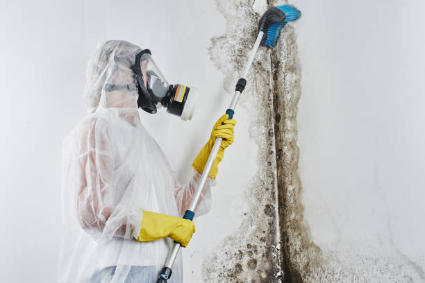 Best Local Mold Removal Service  in Bowman, ND