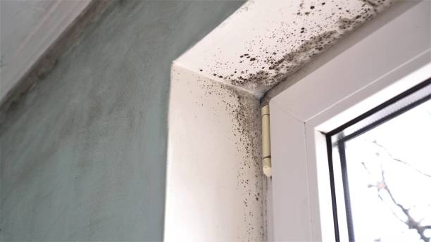 Best Mold Testing  in Bowman, ND