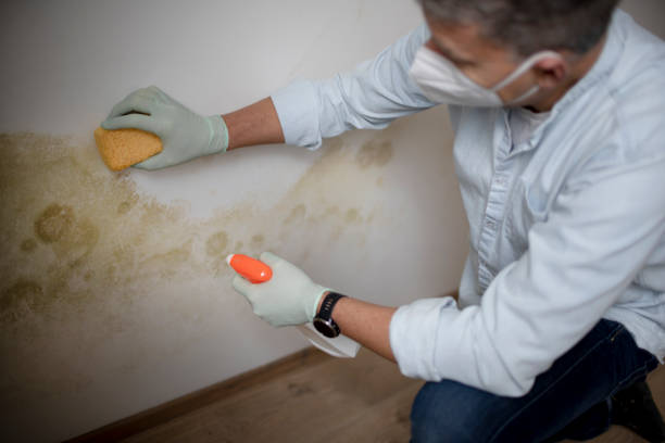 Certified Mold Removal in Bowman, ND