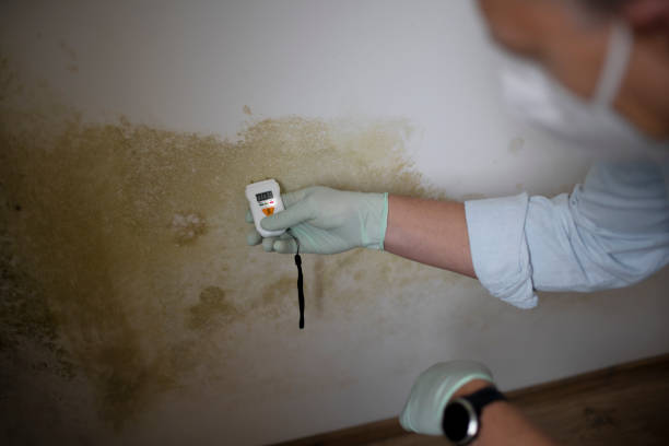 Best Residential Mold Removal  in Bowman, ND