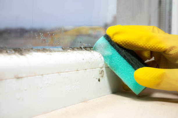 Best Home Mold Removal  in Bowman, ND