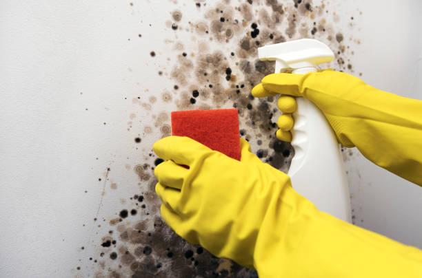 Best Mold Testing  in Bowman, ND