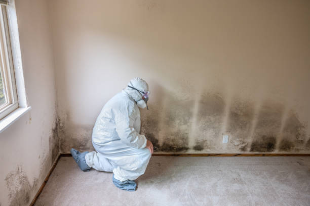 Best Professional Mold Removal  in Bowman, ND