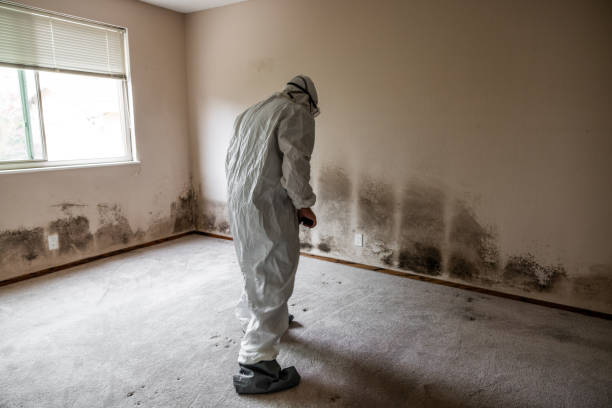 Best Commercial Mold Removal  in Bowman, ND
