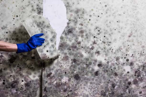 Mold Removal Process in Bowman, ND