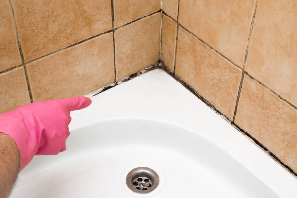 Best Emergency Mold Removal  in Bowman, ND