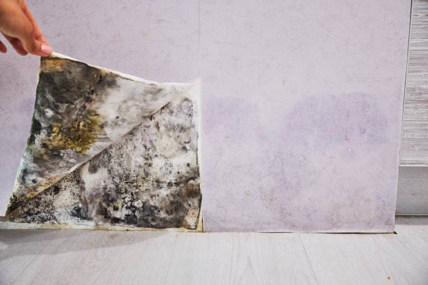 Best Black Mold Removal  in Bowman, ND